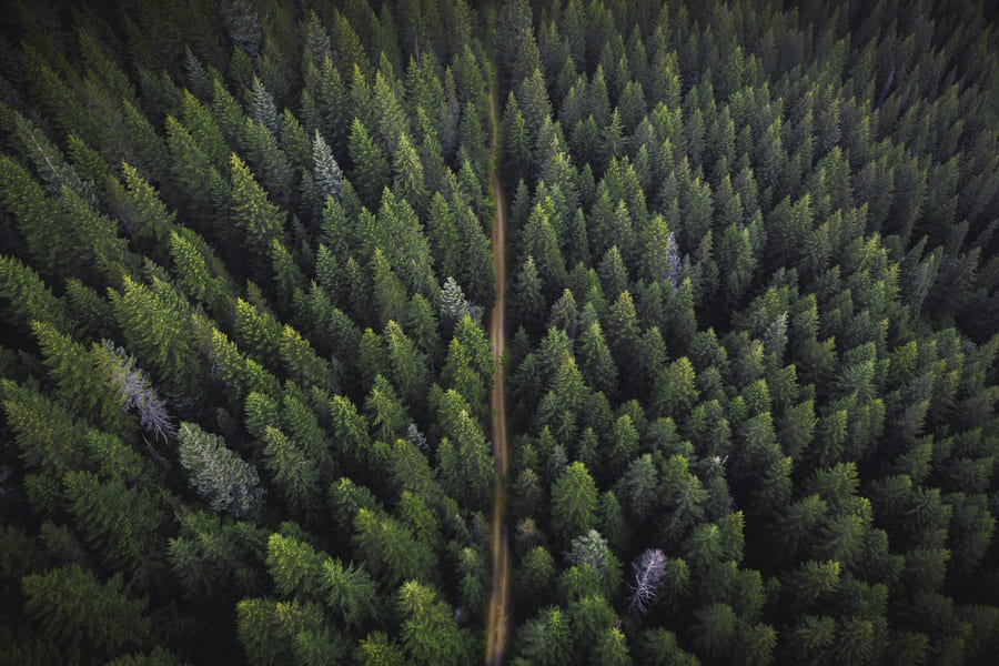 Certificación Forestal
